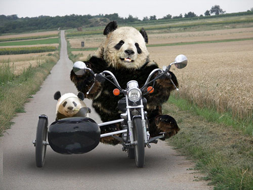 Warriorpanda.com
